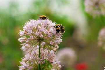 The bee pollinates the flower in the garden. It's time for flowering, beekeeping and honey production.