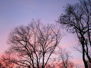 Fototapeta na wymiar Silhouettes leafless winter trees against purple evening sky background