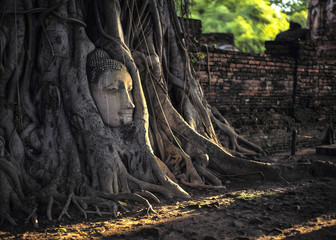 Ancient Buddha in tree roots
