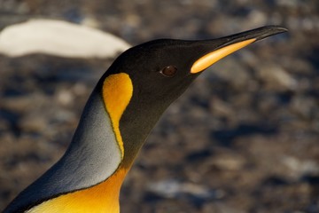 King penguin at Saint Andrew's Bay in South Georgia, Antarctica