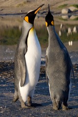 Two king penguins chatting at Saint Andrew's Bay in South Georgia, Antarctica
