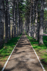 A forest mountain road, lined with Pines trees, near Park in the springtime.