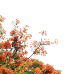 Red flower of the flame tree, isolated white background.