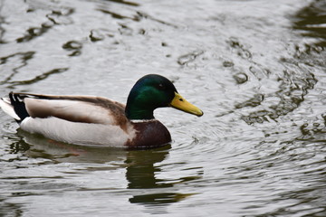 Obraz premium Stockenten am See