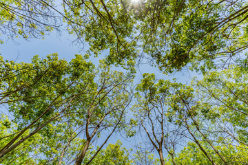 Obraz premium Top of the trees