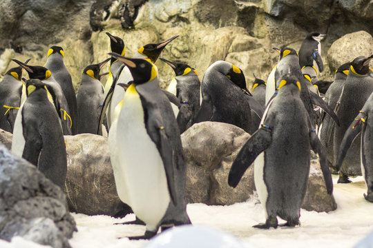 king penguins 
