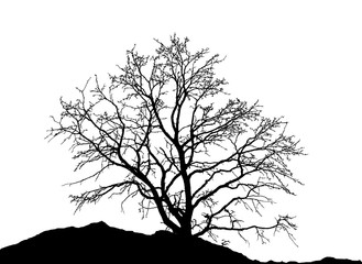Realistic tree silhouette (Vector illustration).