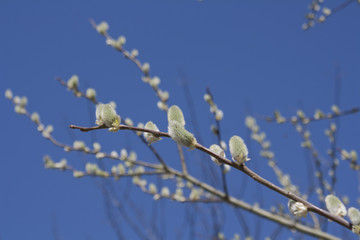 160_Salix caprea