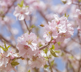 Spring soft blossom flower
