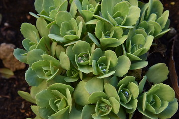 Sedum