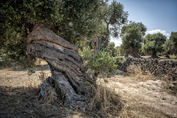 Fototapeta na wymiar Majestic and old Twisted Olive Tree