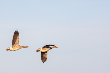 Pair with Greylag Geese flying