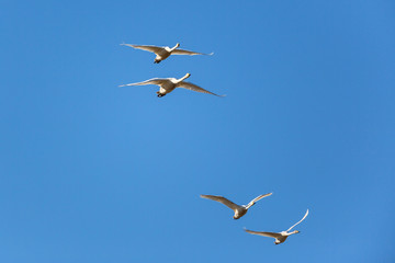Fototapeta premium Whooper Swan