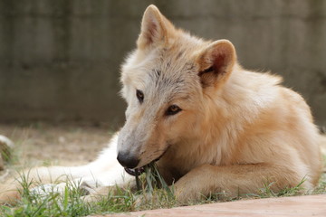 Obraz premium American wolfdogs