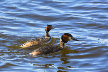 Great crested grebe