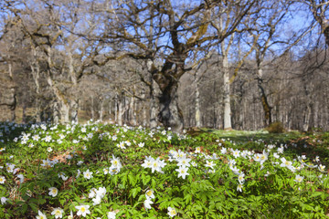 Flowering Windflowers