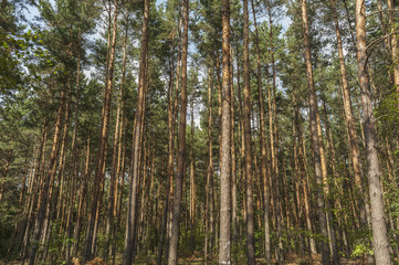 Thick forest of pine trees