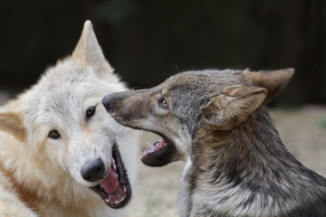 Obraz premium American wolfdogs