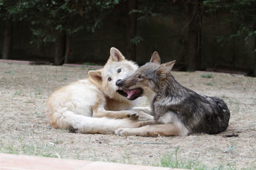 American wolfdogs
