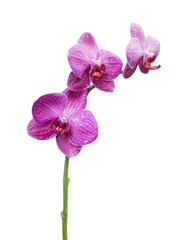 Fototapeta na wymiar Orchids pink flowers