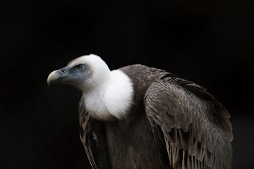Gänsegeier