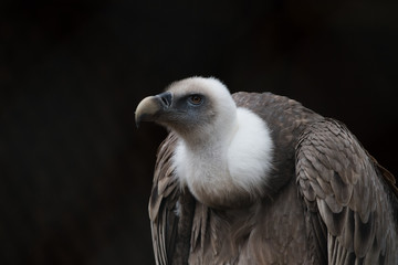 Gänsegeier