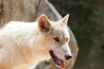 Obraz premium American wolfdogs