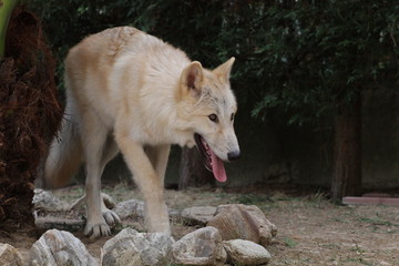 American Wolfdog, Wolf and animals