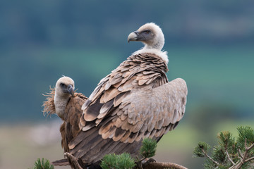 Gänsegeier