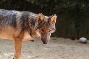 Naklejka na ściany i meble American Wolfdog, Wolf and animals
