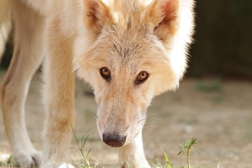 American Wolfdog, Wolf and animals