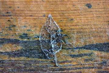 Fototapeta na wymiar Frozen leaf