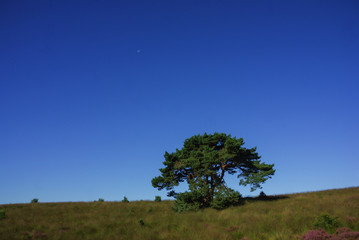 Obraz premium Veluwezoom