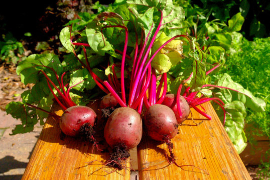 Beetroots