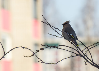 A lonely bird (waxwing) on a branch of a tree in the city at sun dawn