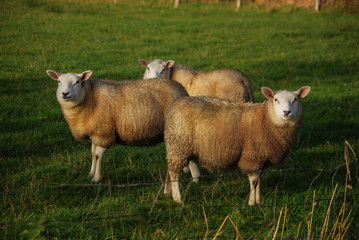 Fototapeta premium Sheep