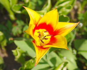 Fototapeta premium Tulip