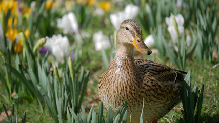 Ente im Stadtgarten