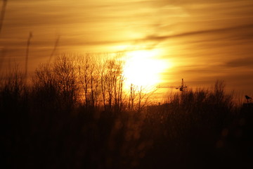 Nature, beauty, grove, trees