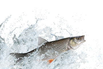 Splash fish. Chub fish jump