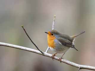 Robin - Erithacus rubecula