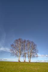 A small group of birches in a meadow