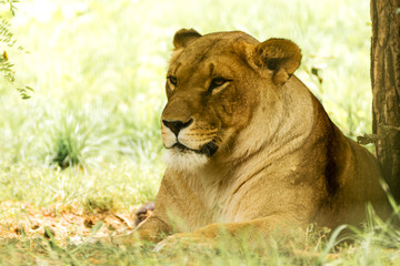 Fototapeta na wymiar Lioness female. Panthera leo.