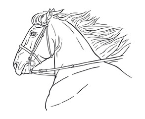 Line drawing of a horse's head on a white background. Running horse head, realistic vector illustration, black and white outline.