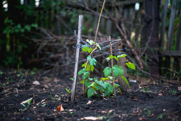 Garden after rain. Apple, apples, plums, tomatoes, grapes, strawberries. How to grow garden plants in summer.