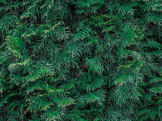 Green leaf texture. Leaf texture background. Copy space.