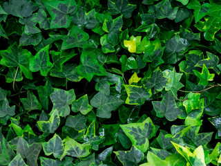 Green leaf texture. Leaf texture background. Copy space.