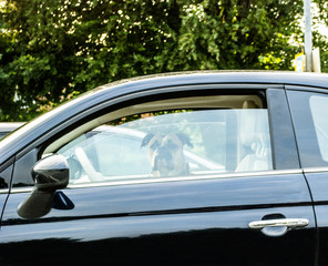 Fototapeta na wymiar Hund / Boxer im Auto auf Parkplatz wartet geduldig auf sein Herrchen