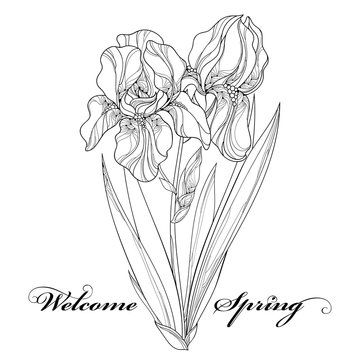 Vector illustration with outline Iris flower, bud and leaves in black isolated on white. Ornate floral element for spring and summer design, greeting, coloring book. Bunch of Irises in contour style.