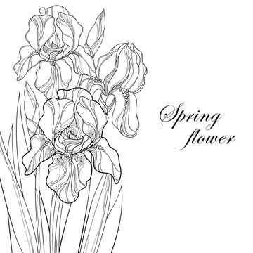 Vector greeting card with outline bouquet Iris flower, bud and leaves in black isolated on white. Ornate floral element for spring and summer design, coloring book. Bunch of Irises in contour style.